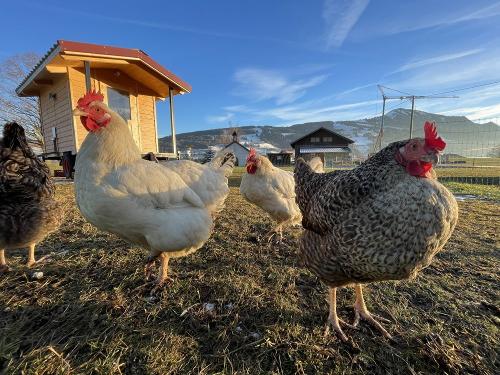 C63045F1-93DC-4766-A1C4-5DD34D54C07B_1_102_o