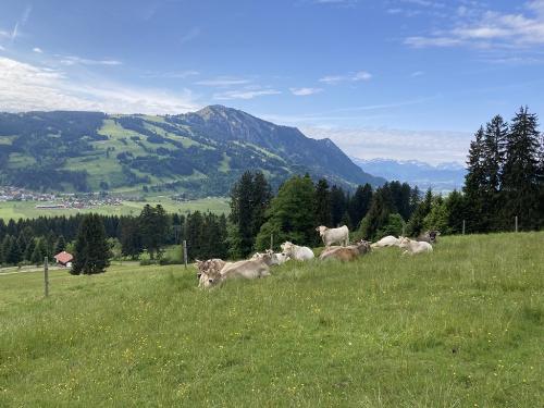 Kuhherde in Bergwiese