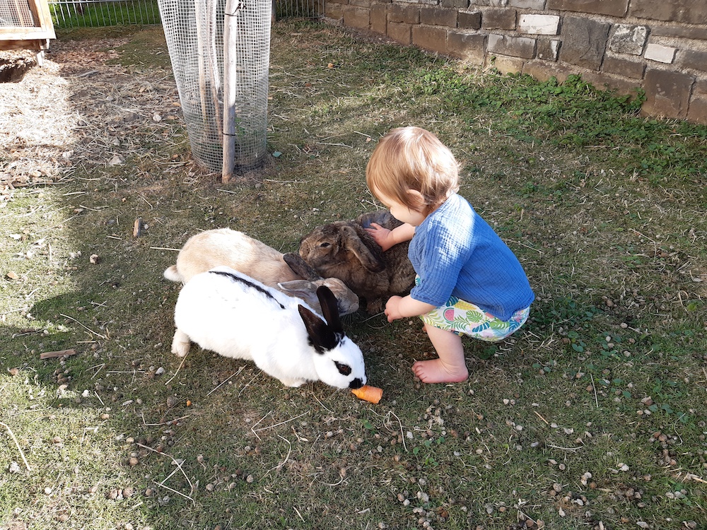 Kind streichelt Hasen