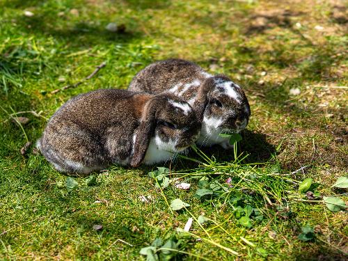 Unsere Hasen Unsere Hasen