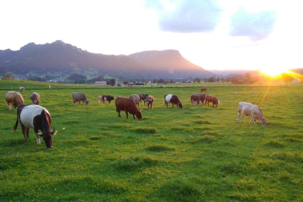 Mutterkühe Mutterkühe