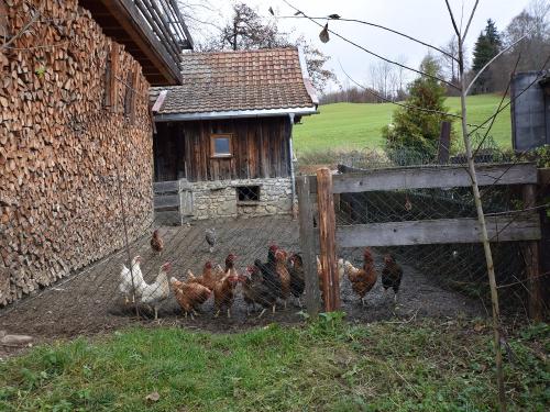 Glückliche Hühner Glückliche Hühner