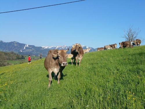 20180422_081959_resized_1 20180422_081959_resized_1