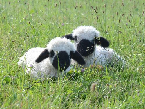 Tiere am Hof Lämmchen, Ziegen, Schafe,... Tiere am Hof Lämmchen, Ziegen, Schafe,...