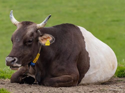 Kuh-Bilder  14