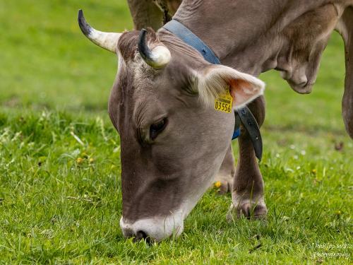 Kuh-Bilder  12