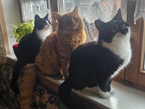Felix, Xaver und Hermann