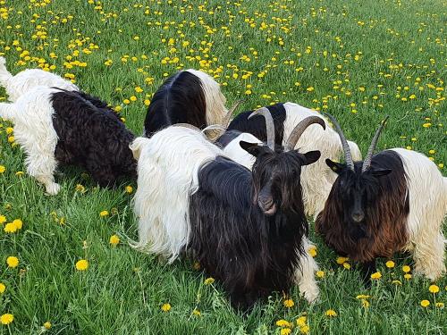 Schwarzhalsziegen