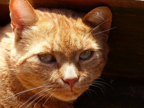 Kater Hans in der Sonne