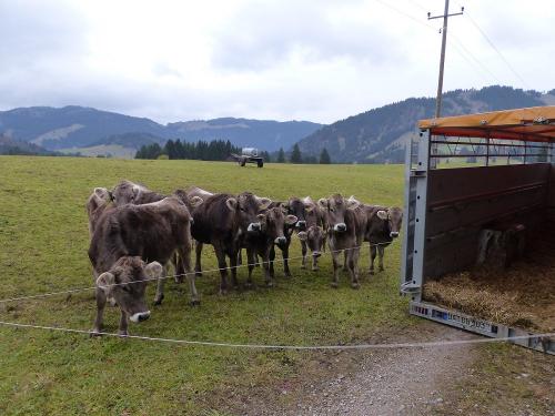 Umzug zur nächsten Weide im Spätsommer