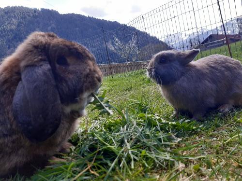 Unsere Hasen