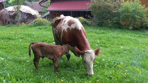 Mutterkuh mit ihrem Kälbchen