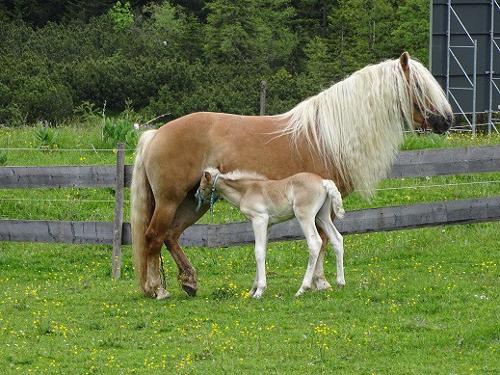 Unsere Pferde