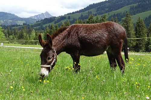 Unsere Eseldame "Rosa"