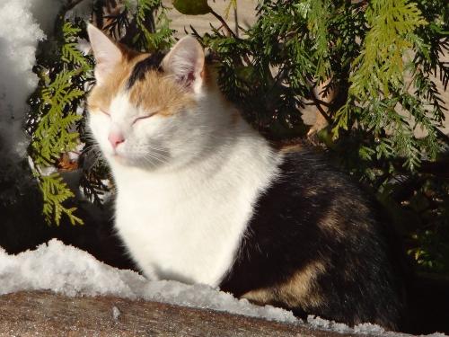 Katze Lina