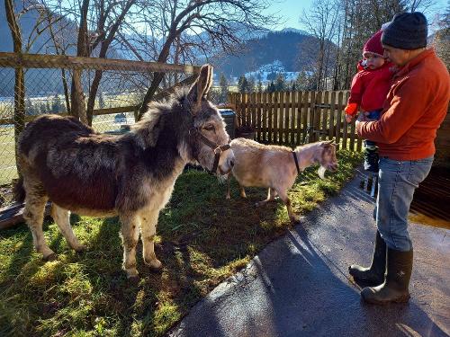 Unser Esel Gina und Ziege Linda