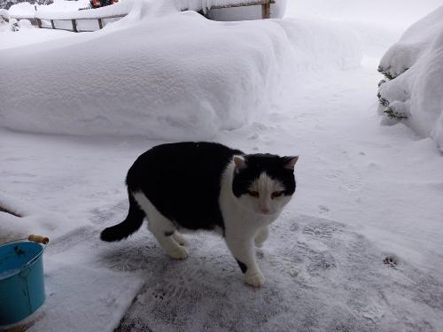 Kater Bäli