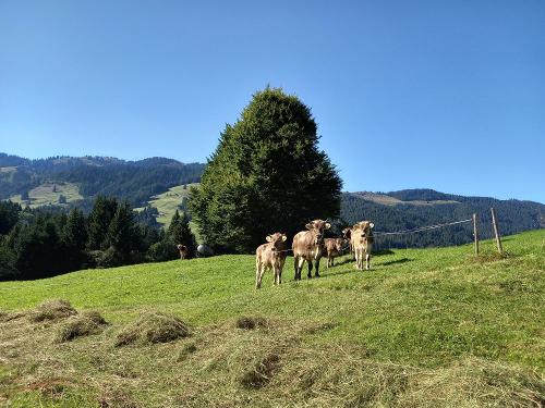 Jungtiere