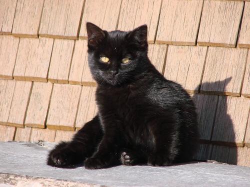 Unsere Katze beim Sonnenbaden