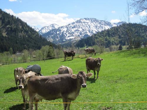 Unsere Kühe auf der Weide