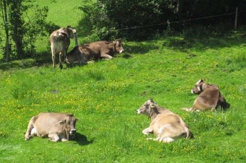 Unsere Kühe auf der Weide