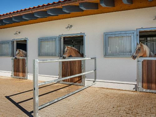 Unsere Haflinger Unsere Haflinger