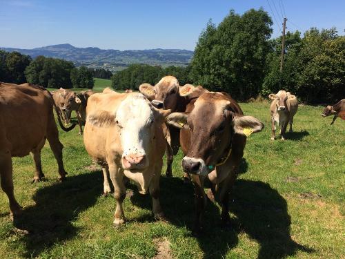 Kuehe auf dem Feld