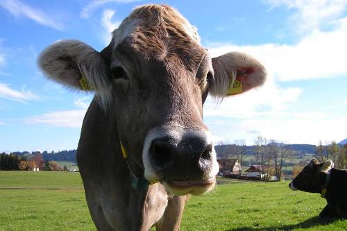 Hallo Griaß di!