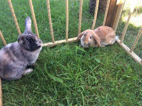 Lotti und Luna