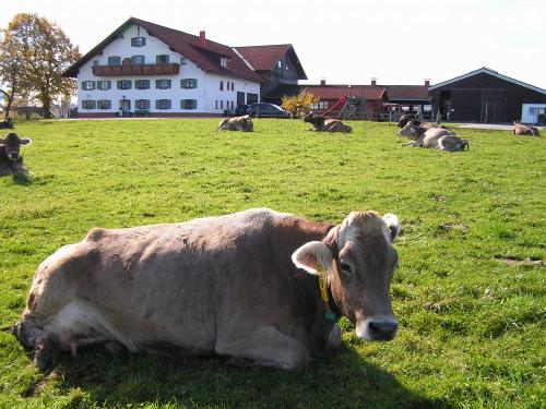 Siesta auf der Weide