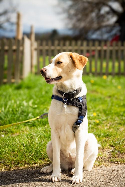 Luna, unsere Labrador-mix Griechin
