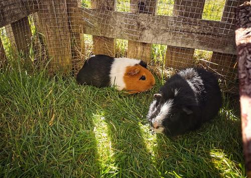 unsere ruhigen Tiere, die Meerschweinchen