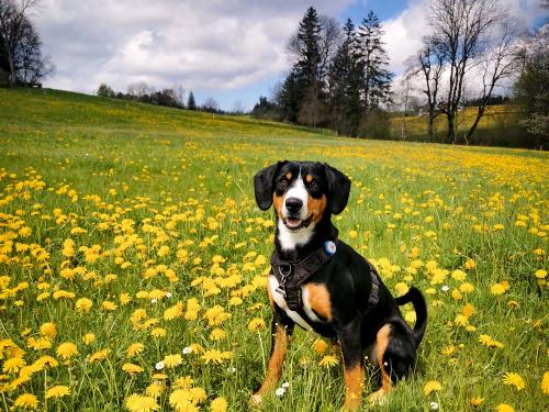 Bella auf unserer Weide