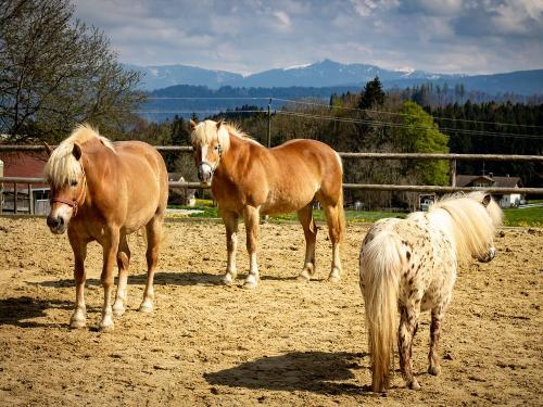Haflingermama Santjaga mit Soey und Pony Pünktchen