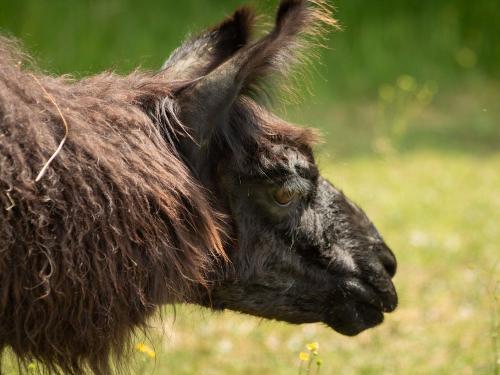 Lama
