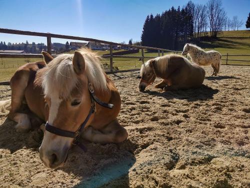 Pferde beim Sonne tanken