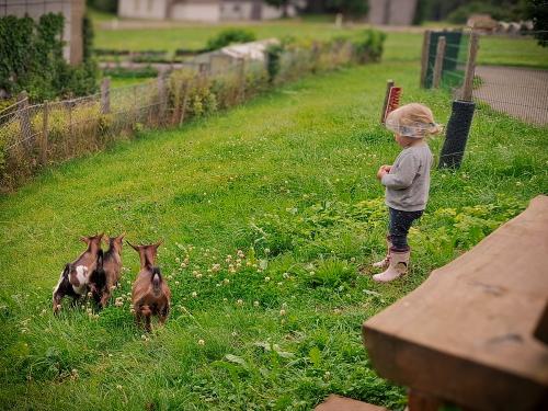 unsere 3 Zwergziegen Rudi, Resi und Rosa