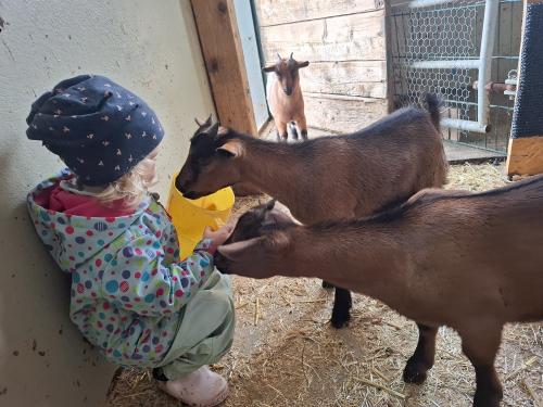 Zwergziegen Rudi, Resi und Rosa