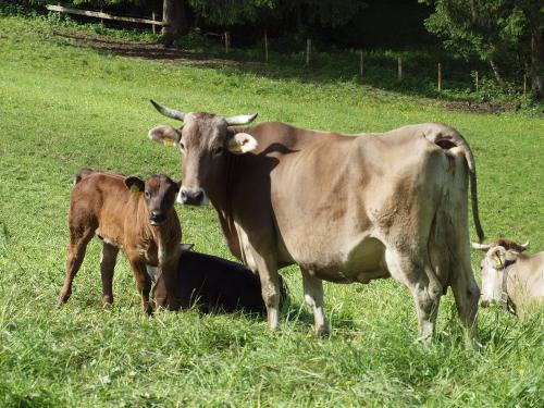 Mutterkuh mit Kalb
