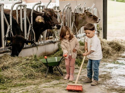 Kühe füttern im neuen Stall