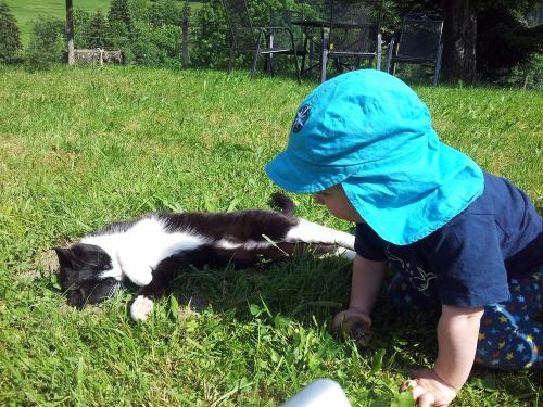 verschmuste Katzen