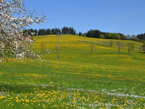 Löwenzahnblüte