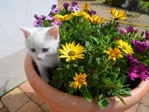Katzen am Hof