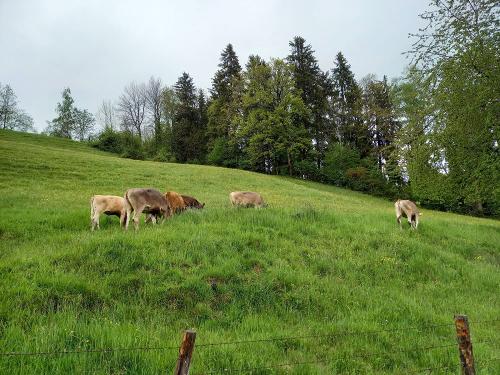 Unser Jungvieh genießt das frische Gras Unser Jungvieh genießt das frische Gras