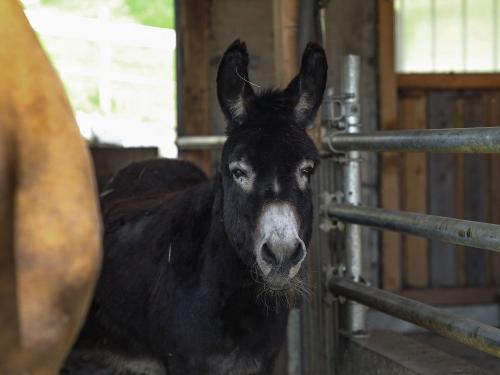 Eselin Julia Eselin Julia