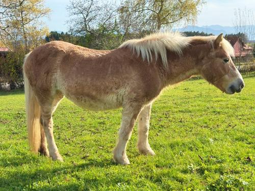 unser Haflinger Lisa