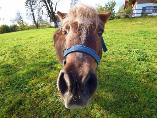 unser Pony Joschi