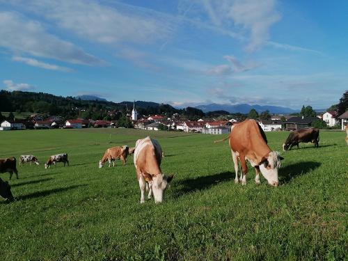 Unsere Kühe