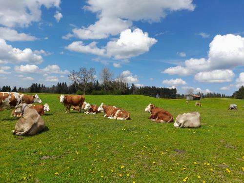 86a8e7b6-ae11-45bf-afbf-21b9db4e1a9e