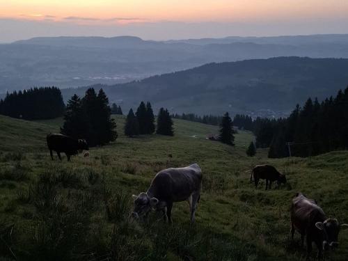 82b20c23-72c4-4f1e-a462-630efdb6777e